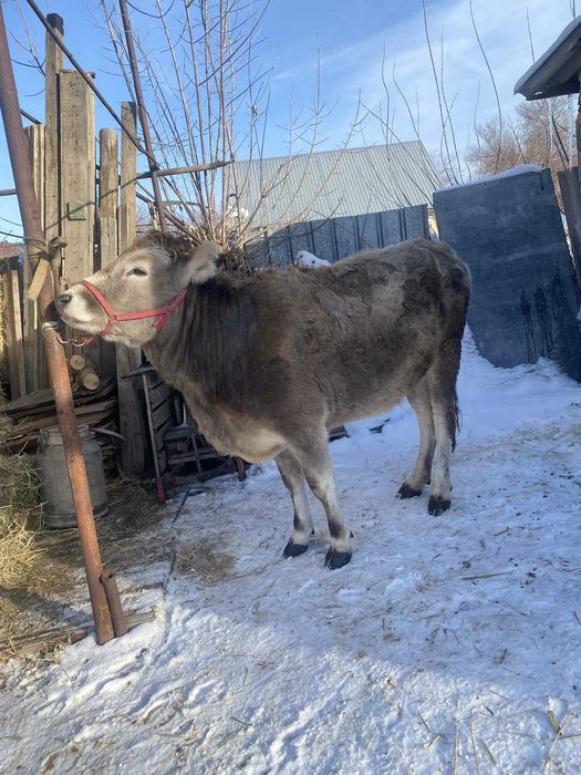 Продам первотёлку