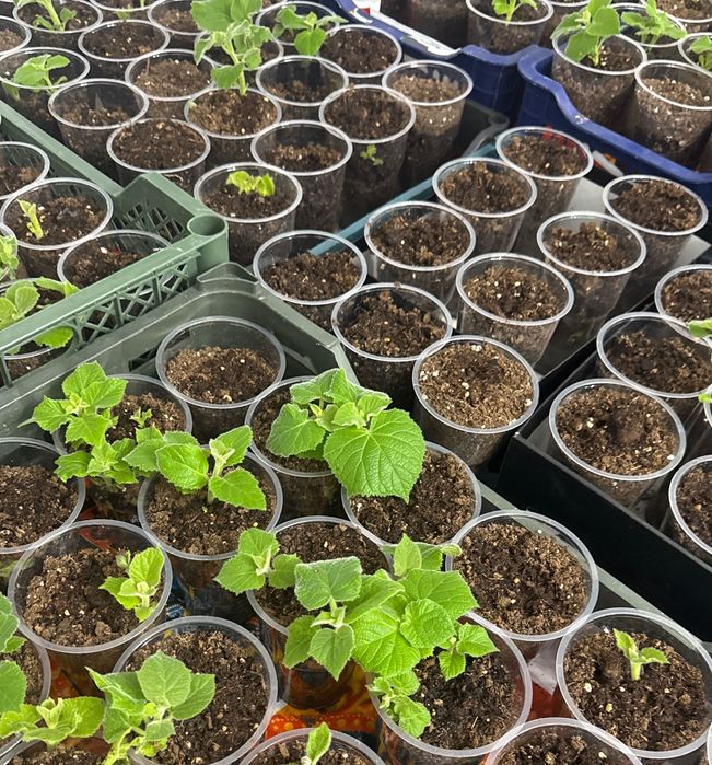 павлония заженец