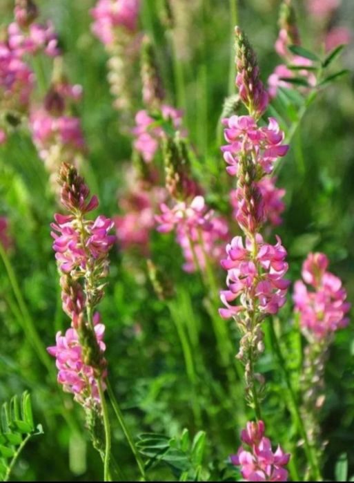 Sămânță Sparceta Certificata, Bromus Inermis, Amestec furajer, Iarba