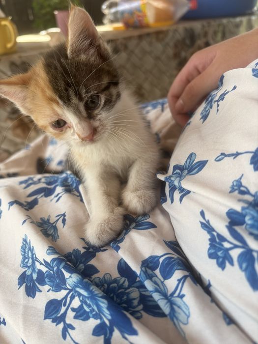 Adoptie pisicute dragalase