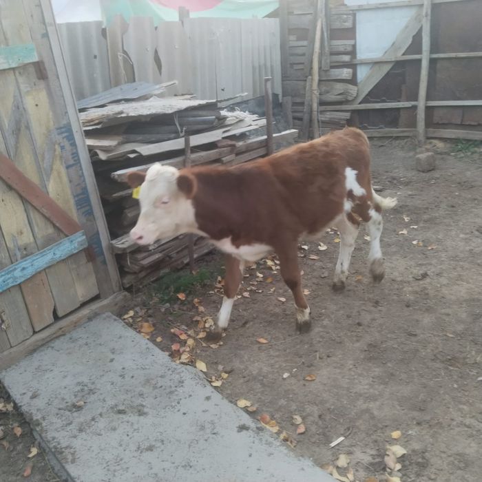 Продам подсосных бычков