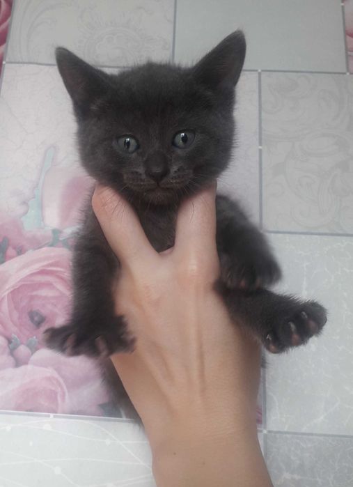 Голубые и черные котята