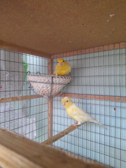 Канарейкалар сотилади.