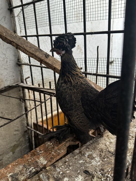 Арзон нархларда товуқлар курка ва хўроз