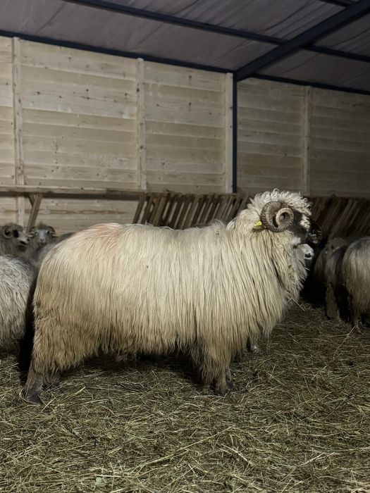 Vând 2 berbeci bucalai de Luncani