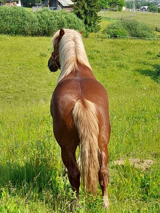 manz de doi ani si jumatate