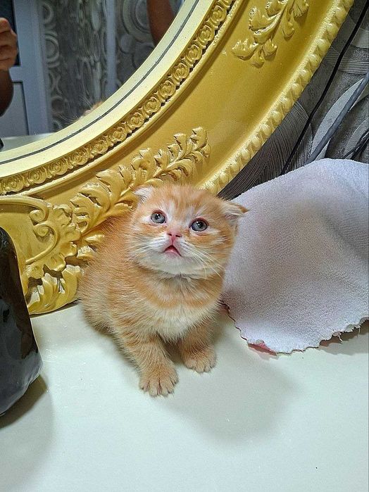 Вислоухая вислоухи(й)(е) котёнок кошк(а)(и) шотландски(е)(й) котёнок