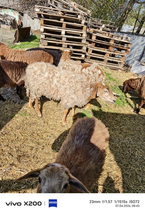 Бараны ,ярки, молодые