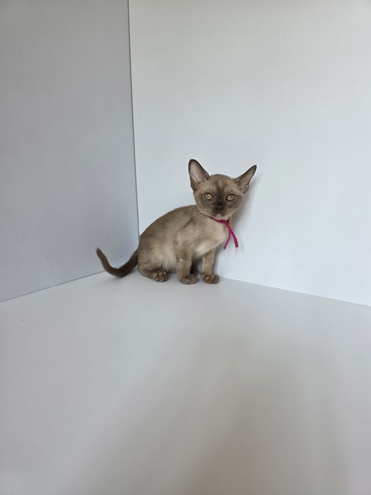 Котята Европейской бурмы