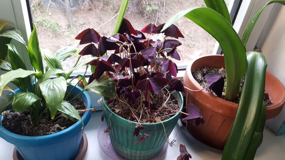 Комнатные цветы растения