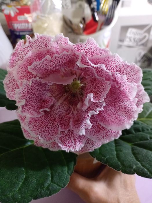 Продам глоксинии .