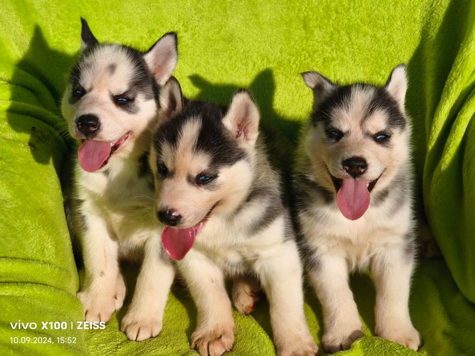Щенки сибирской хаски.