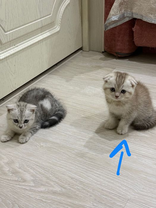 продаю шотландского котенка