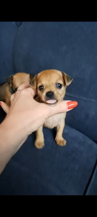 Продам той терьера