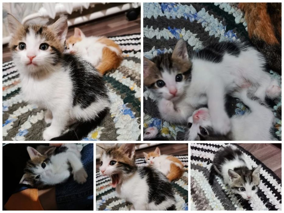 Отдам котят даром