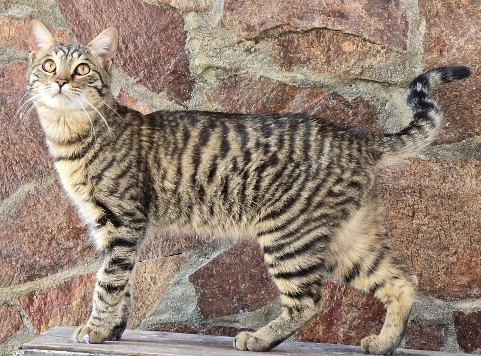 Котик ищет дом и любящих хозяев