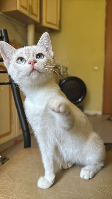 Котята чистые бесплатно
