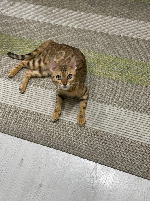 Продам бенгальскую кошку!