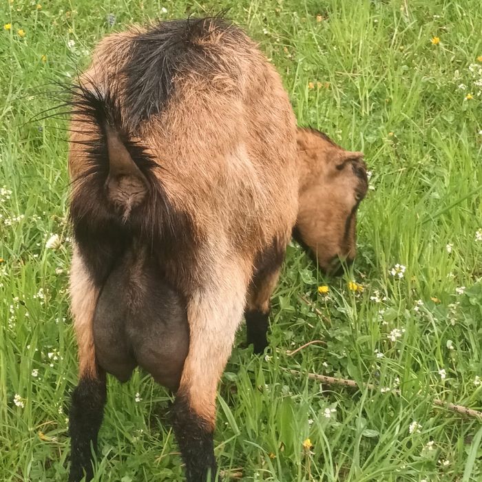 Capra Alpina de vânzare