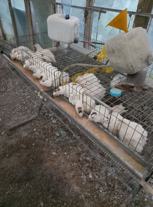 Vând cușcă dubla sau simpla prepelițe