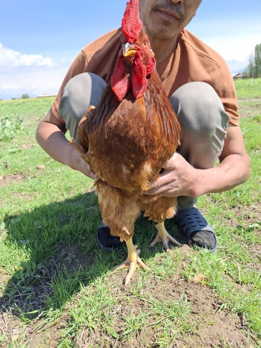 Хуроз сотилади. Домашний.