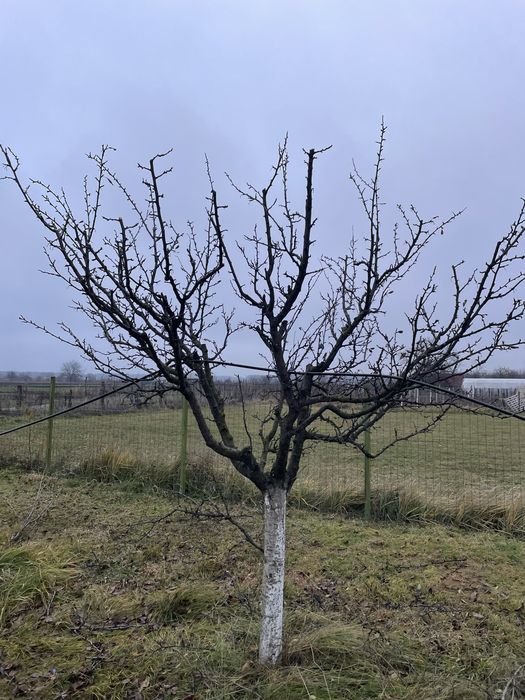 Cosmetizare / taiere pomi fructiferi!