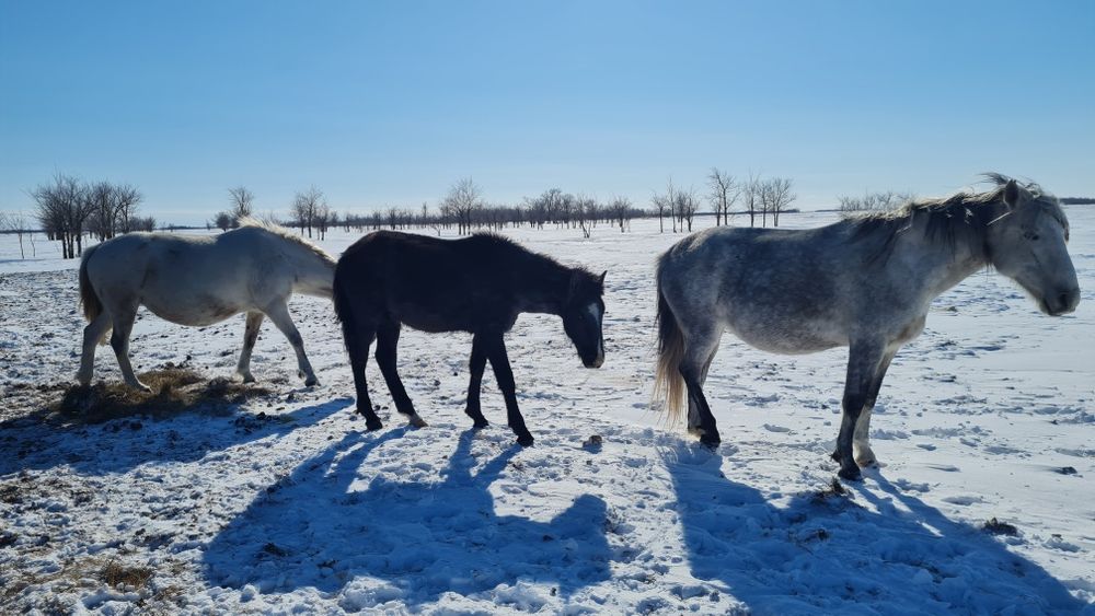 жылқы (биелер, айғыр)  - лошади