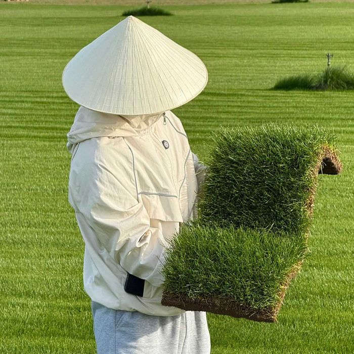 Газон рулонный живой туи ели озеленение участка Алматы q35