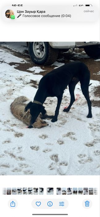 Тазы Қабылан 3 қар басты