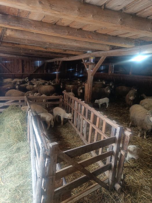 Oi tigai bele de vânzare