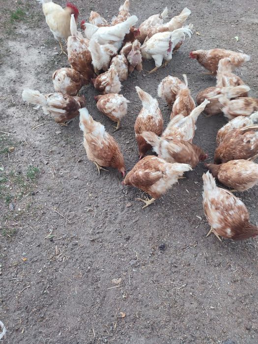 Продам кур Ломан Браун