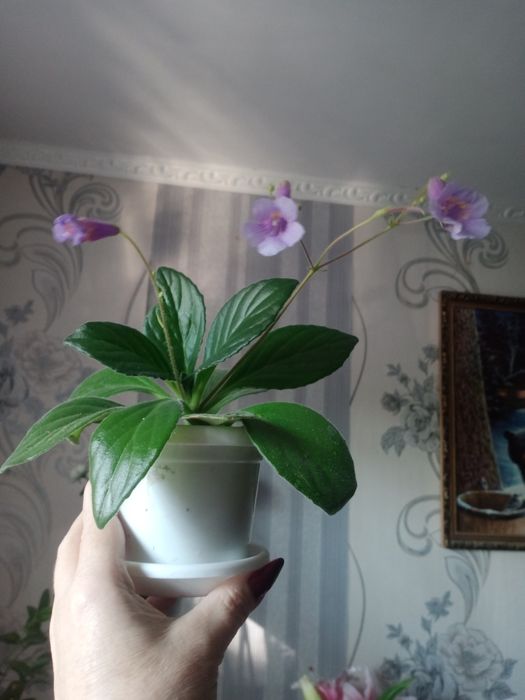 Продам комнатные растения