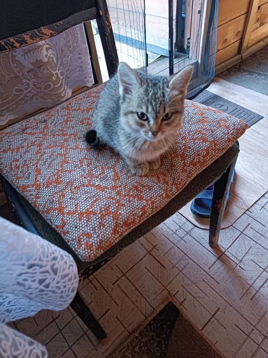 Котенок потеряшка