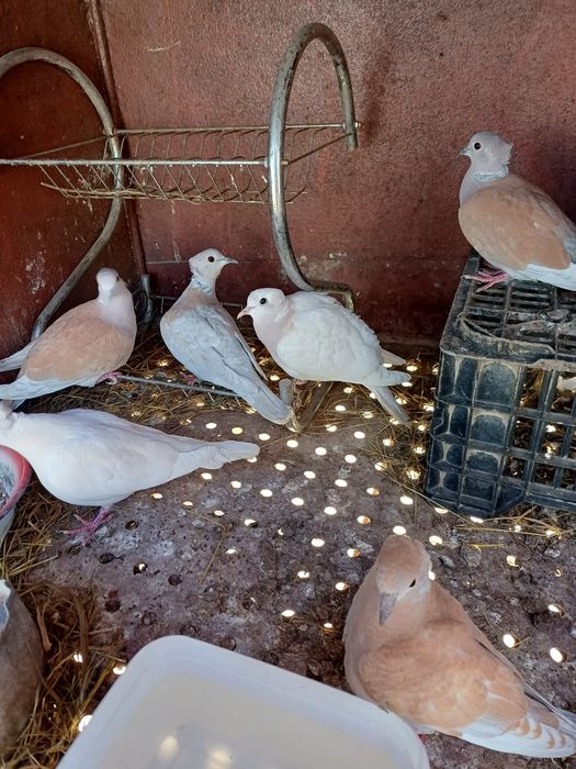 Turturele râzătoare motate