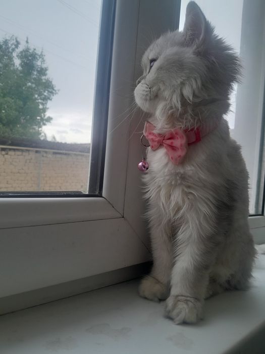 Sirbirsniy shinshila tozasiz