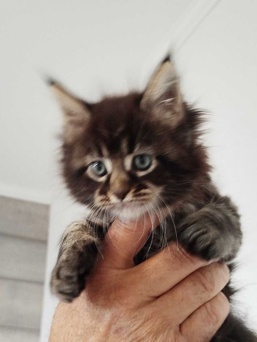 Малки Котенца Мейн Кун