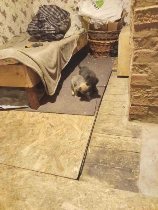 dau catei rasa mica Suceava-Falticeni