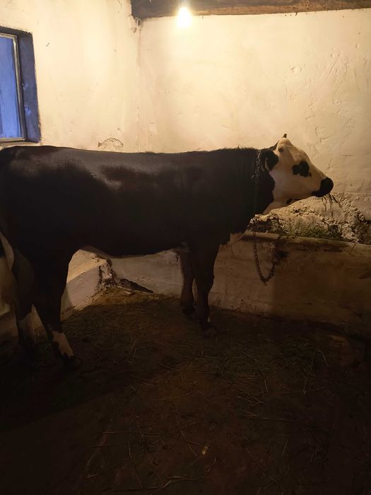 Vaca juninca bălțată