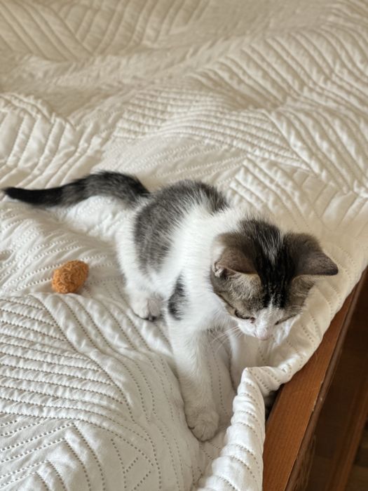 Котенок 2 месяца