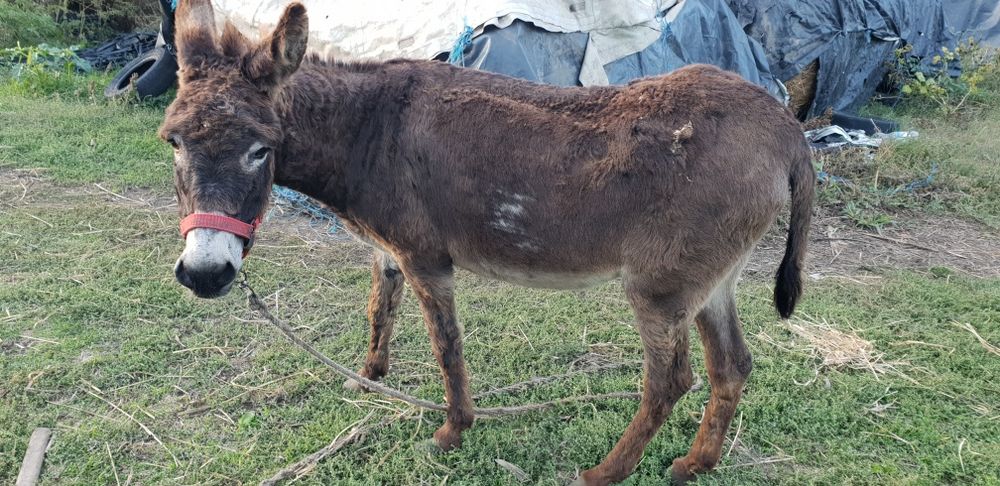 Vând o magarița și un măgar de montă