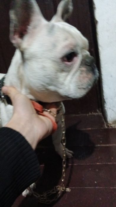 Продам Французского бульдога