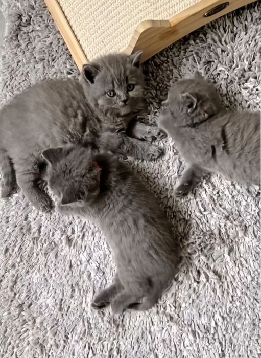 Котята британские 1.5 мес