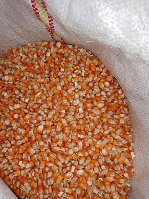 Porumb 2025.Calitatea 1.Ambalat la sac.