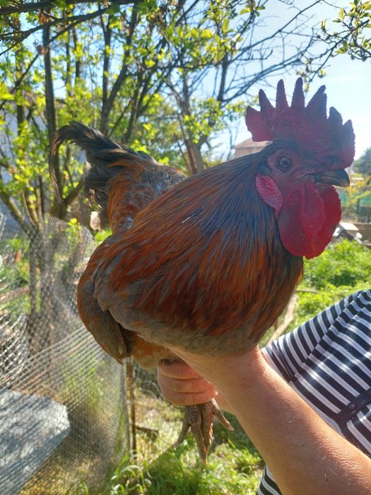 Продавам Петли на 8м