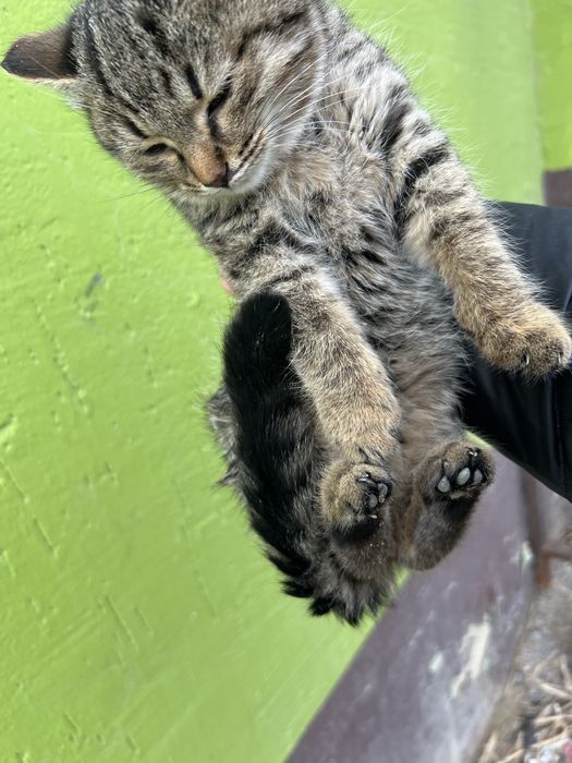 Отдам в добрые руки