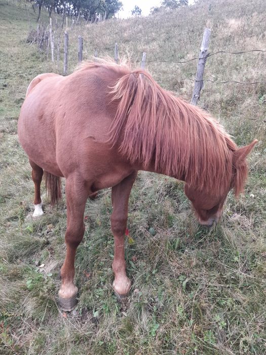 Vând  schimb mânz semigreu