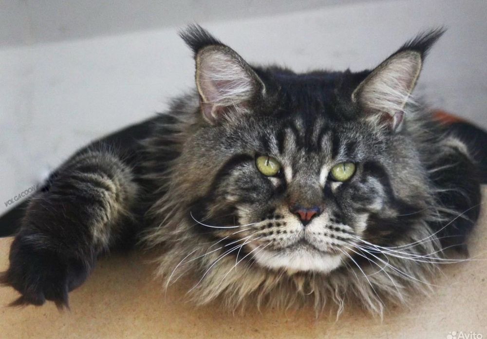 Продам шикарных котят.