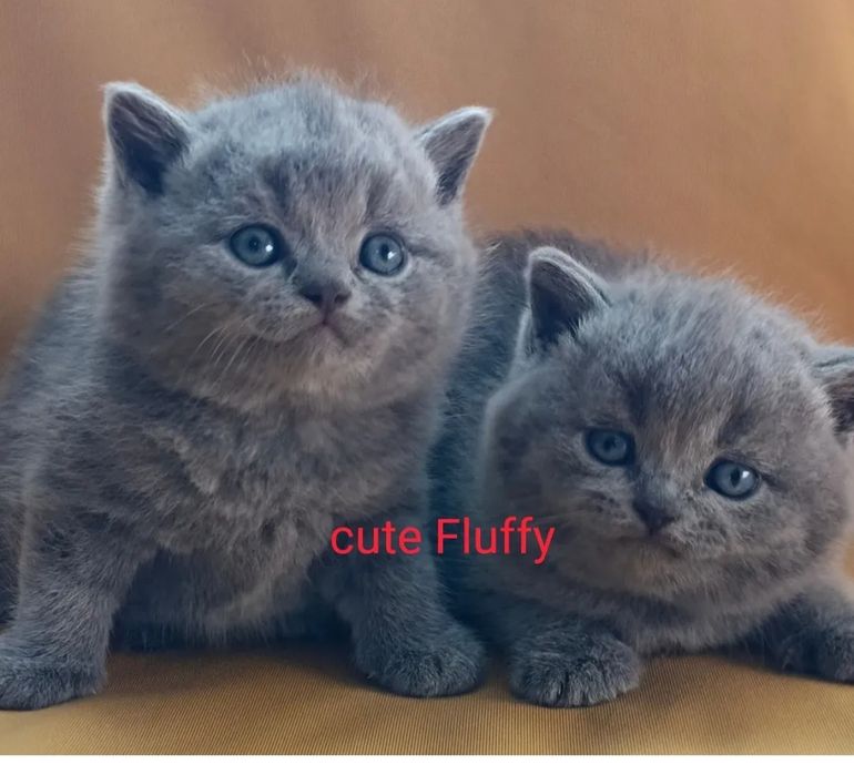 ПИТОМНИК Cute flyffy