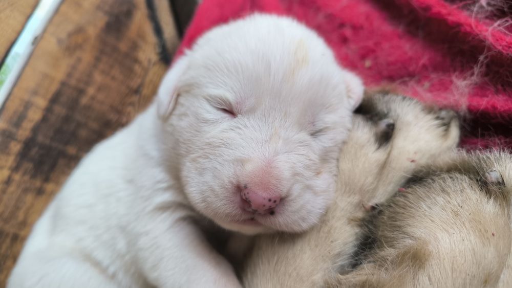 Резерв на щенков САО алабай