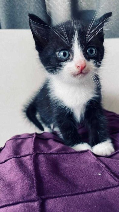отдам котят в хорошие руки